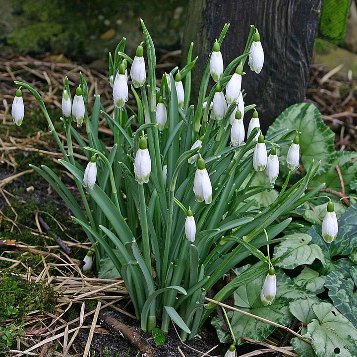 Galanthus - The Last Snow Mix