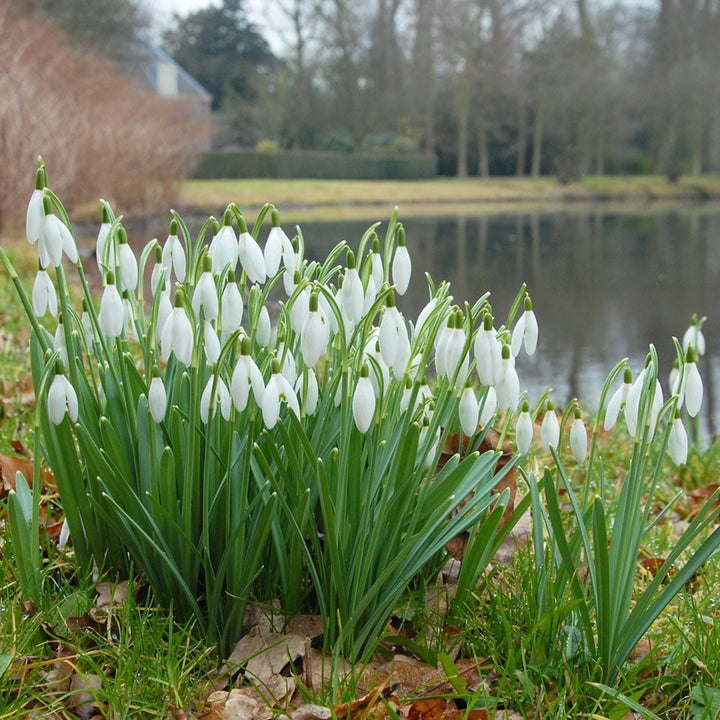 Galanthus - The Last Snow Mix