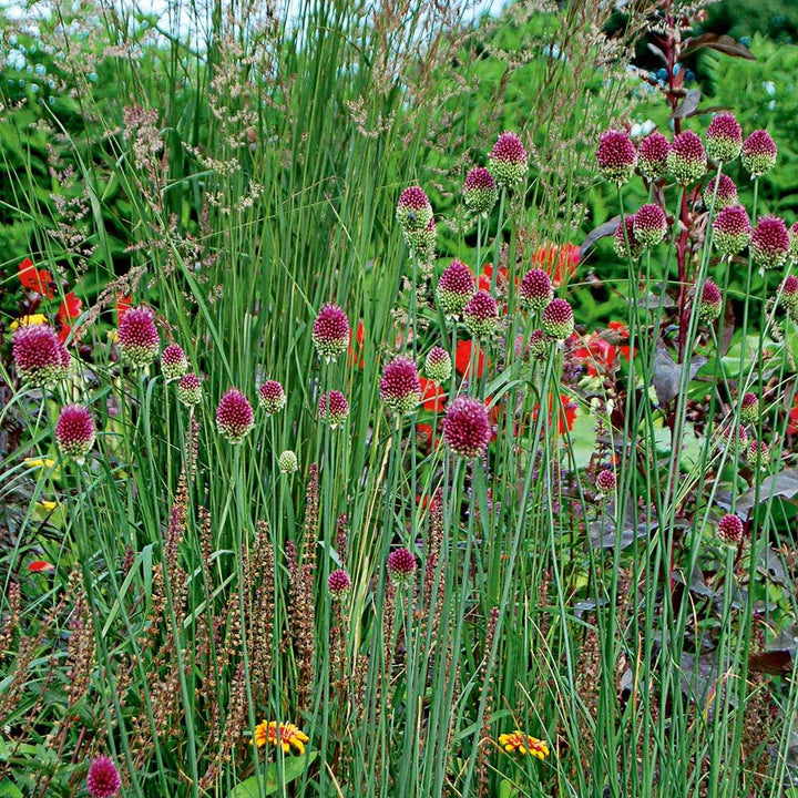 Allium sphaerocephalon
