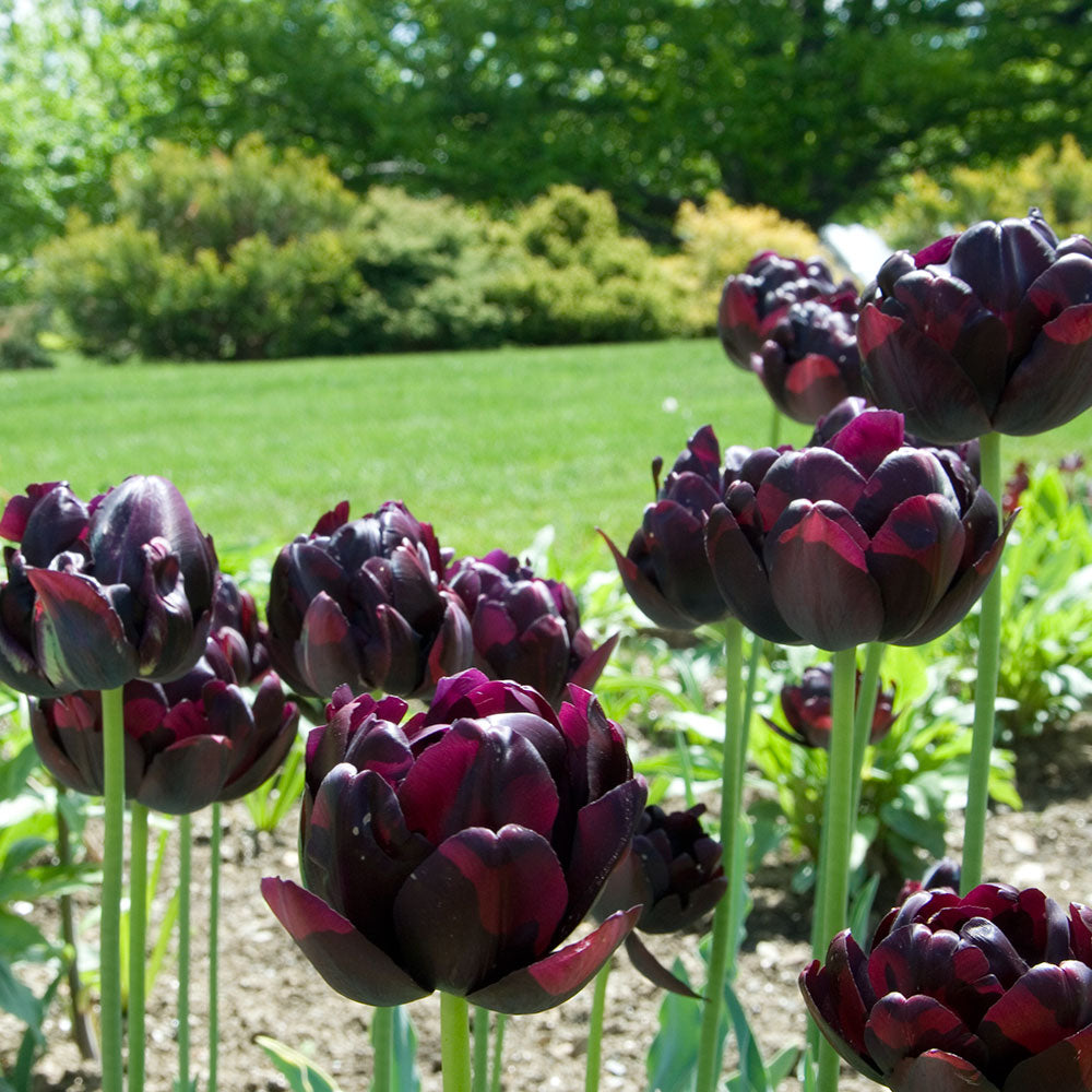 Tulip 'Black Hero'