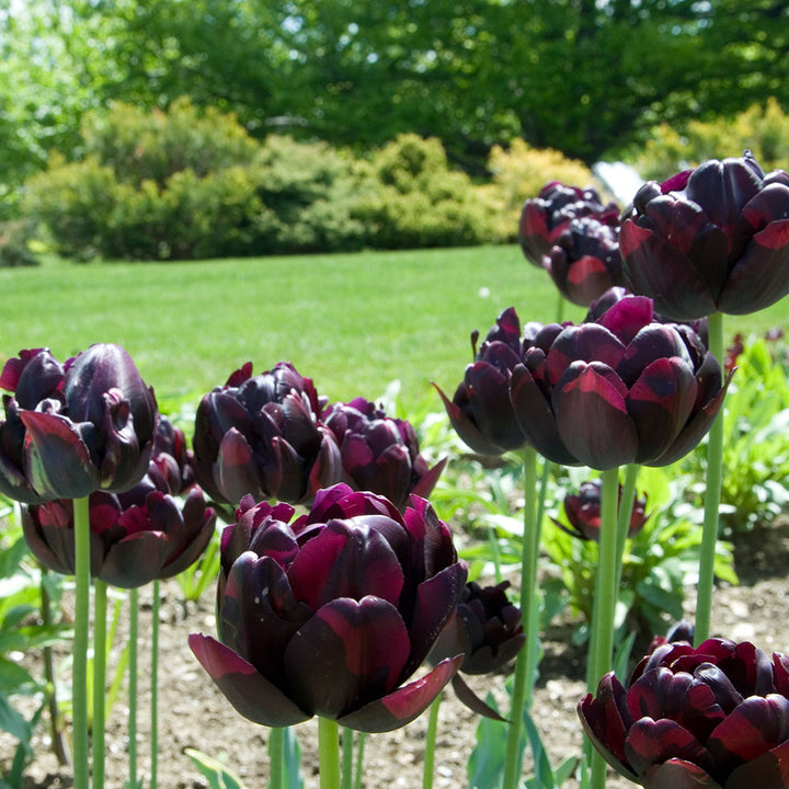 Tulip 'Black Hero'