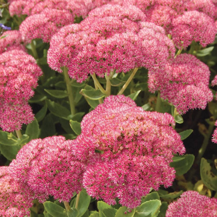 Hylotelephium telephium Autumn Joy
