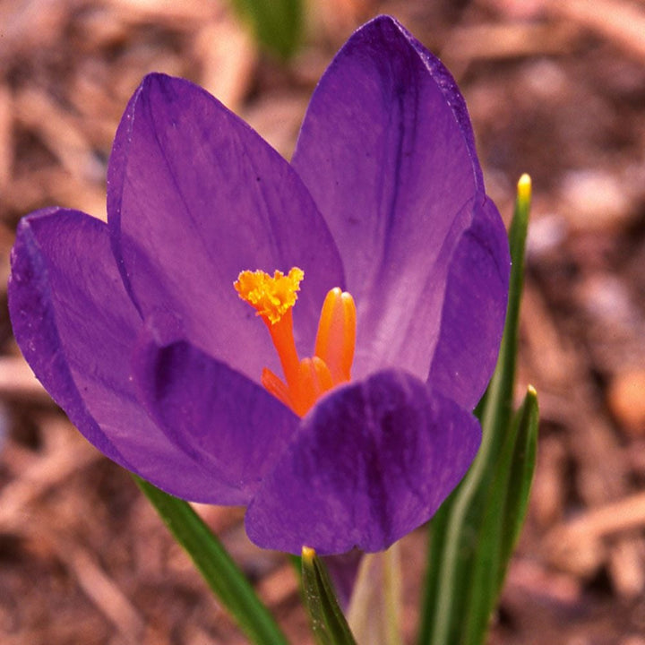 Large-Flowering Lavender Shades Crocus Mix