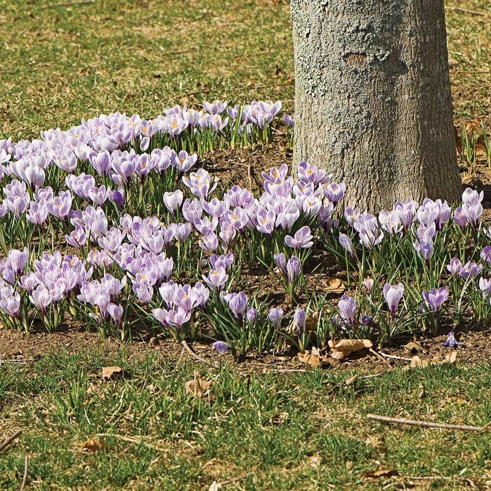 Crocus vernus 'Pickwick'