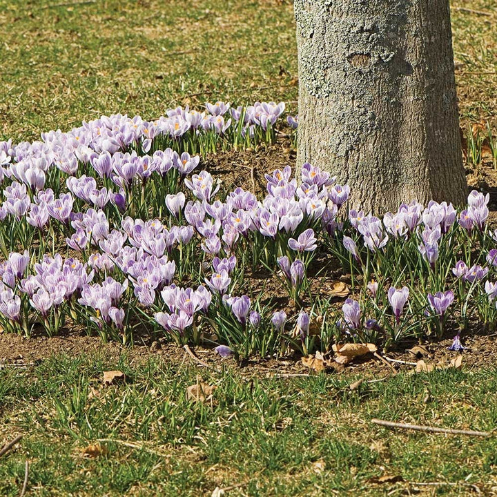 Crocus vernus 'Pickwick'