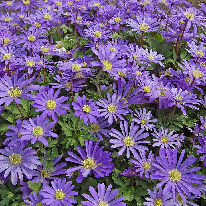 Pollinator Bulb Collection