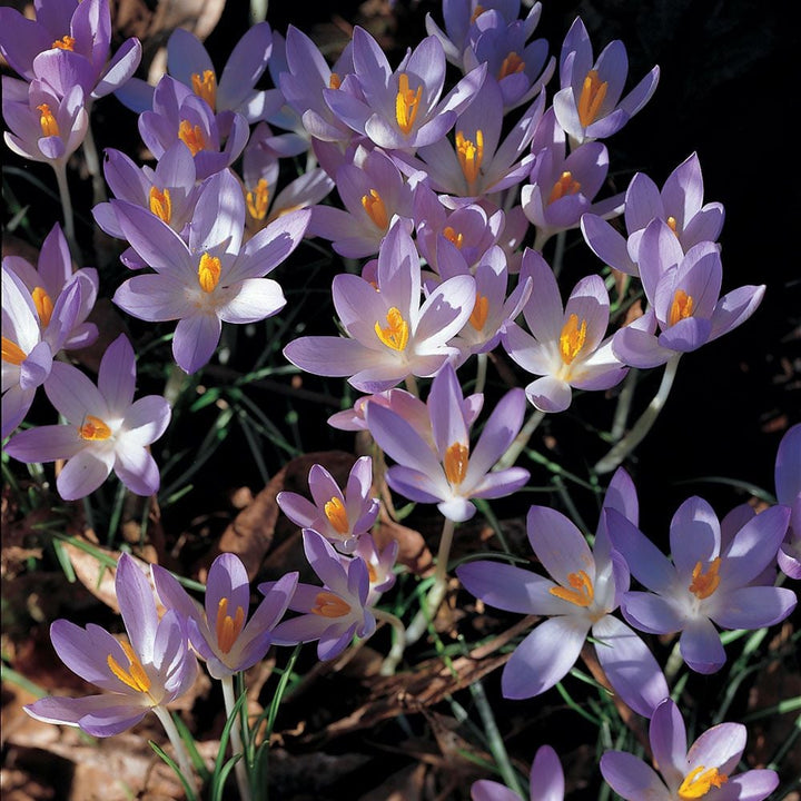 Crocus tommasinianus