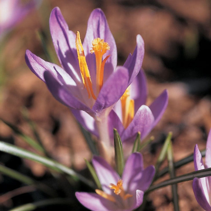 Crocus tommasinianus