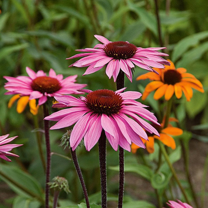Echinacea purpurea Prairie Pillars™ 'Merlot'