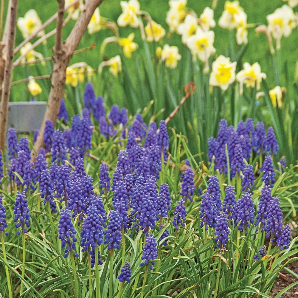 Muscari armeniacum