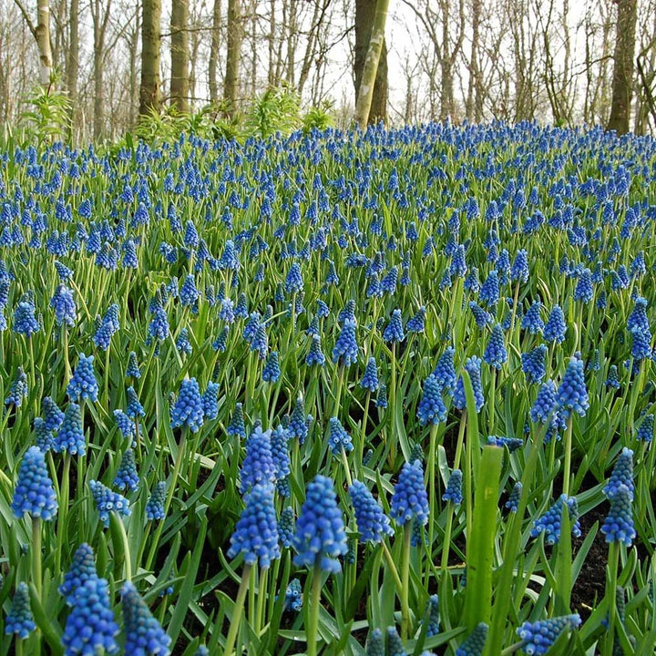 Muscari armeniacum