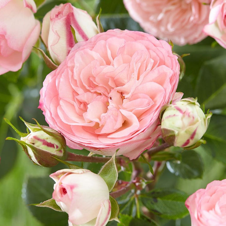 Rose Eden Climber®