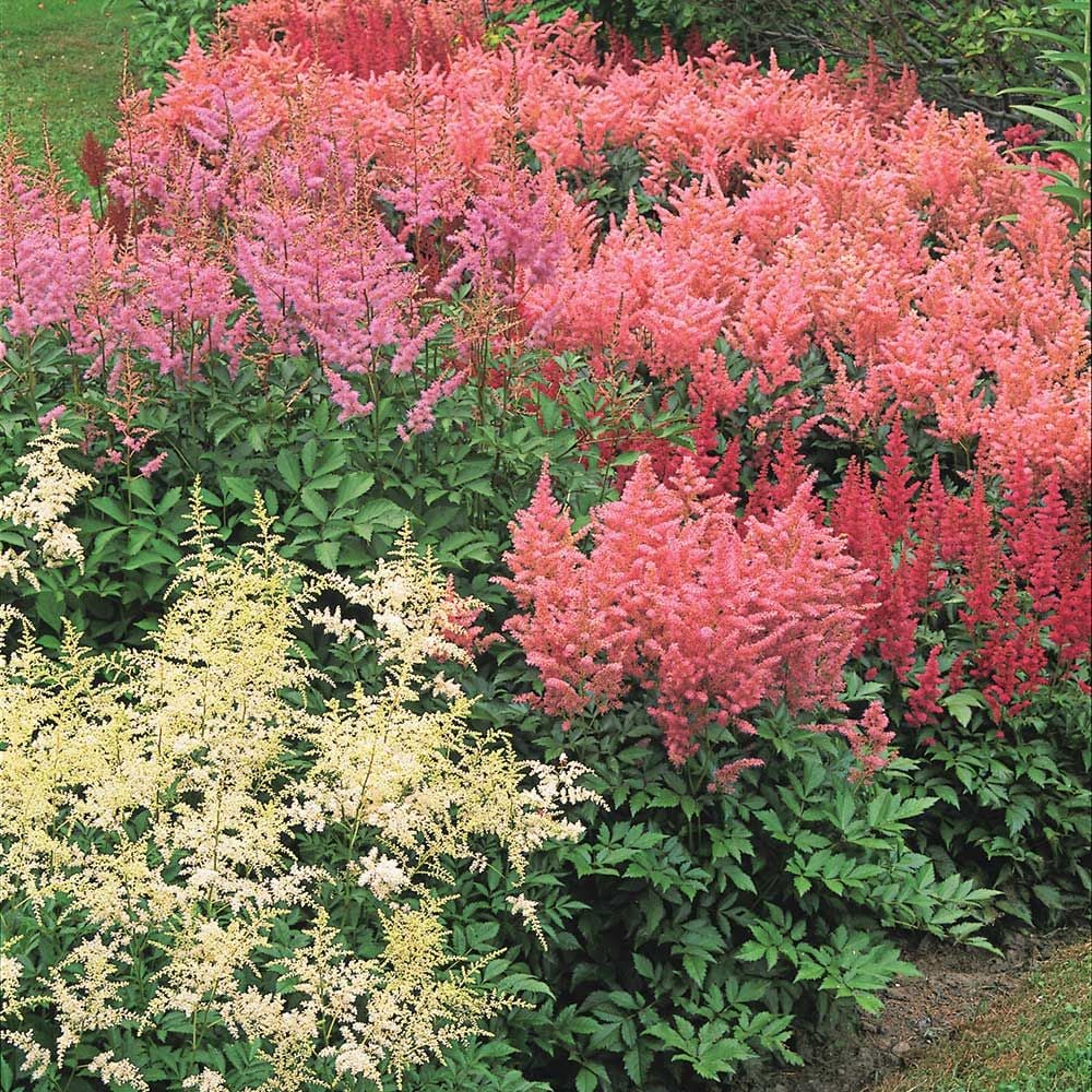 Cornerstone Astilbe Collection