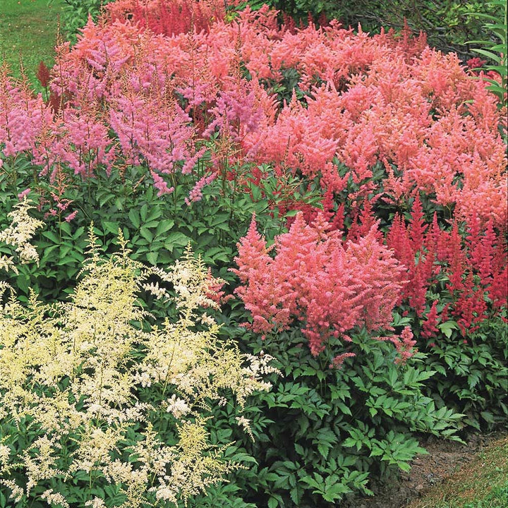 Cornerstone Astilbe Collection