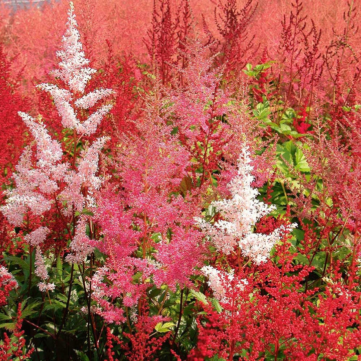 Cornerstone Astilbe Collection