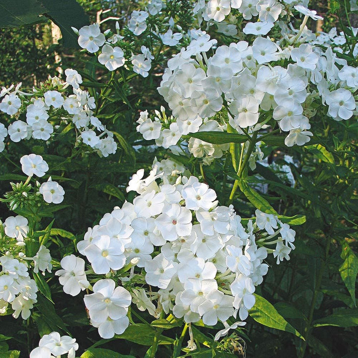 Phlox paniculata 'David'