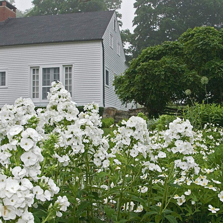 Phlox paniculata 'David'
