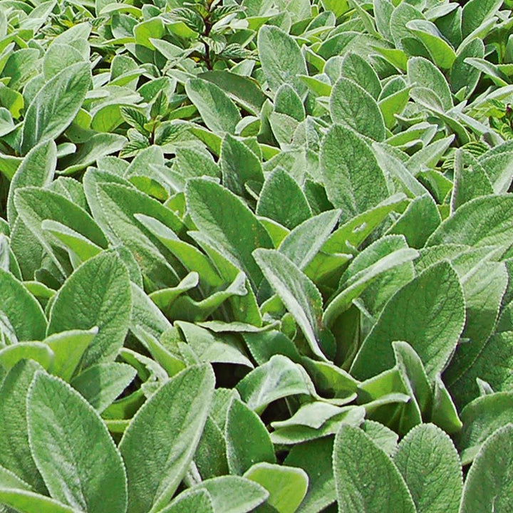 Stachys byzantina 'Big Ears'