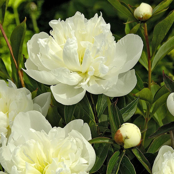 Peony 'Duchesse de Nemours'