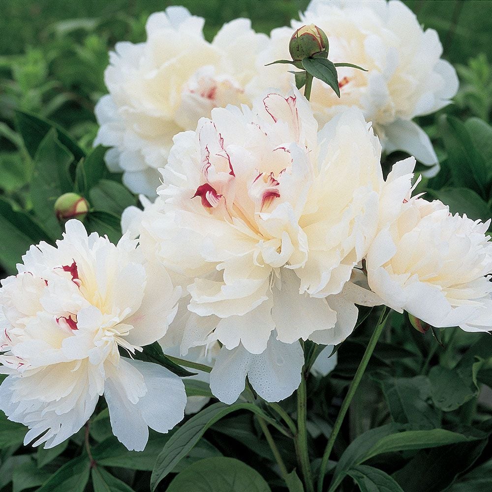 Fragrant Peony Collection