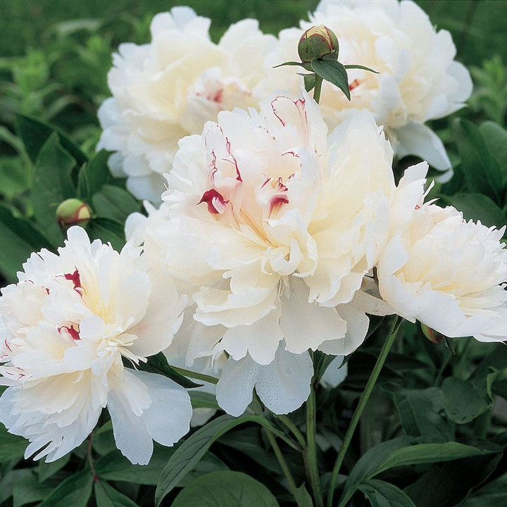 Fragrant Peony Collection