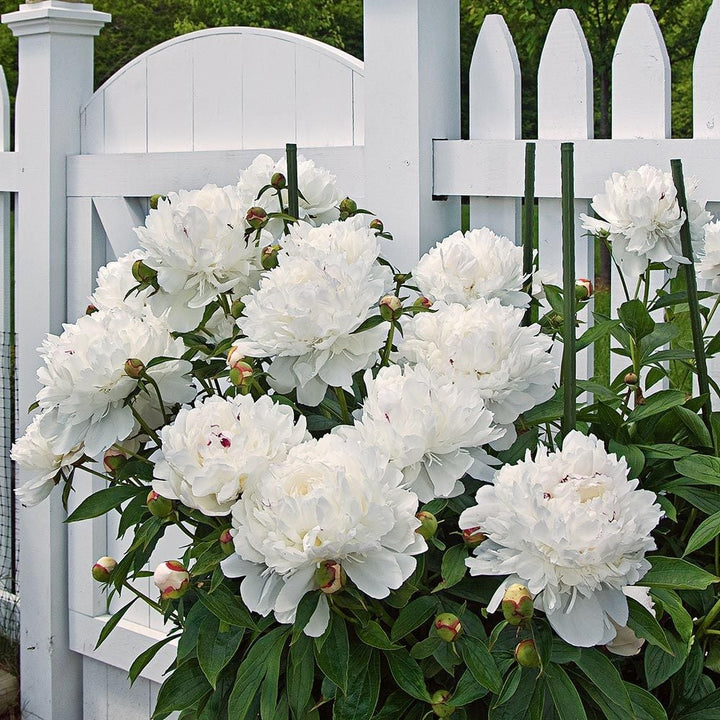 Peony 'Festiva Maxima'