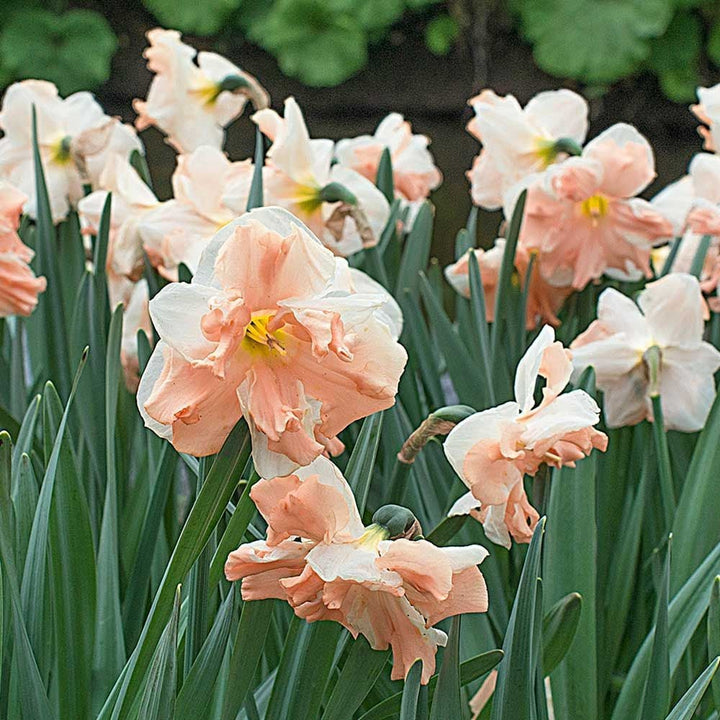 A Mix of Butterfly Daffodils