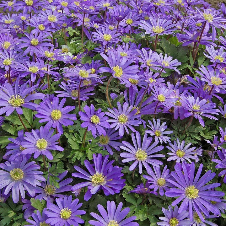 Anemone Blue and White Mix