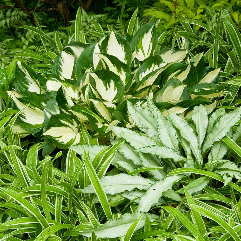 Hosta 'Fire and Ice'
