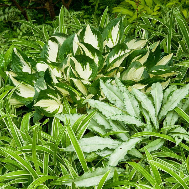 Hosta 'Fire and Ice'