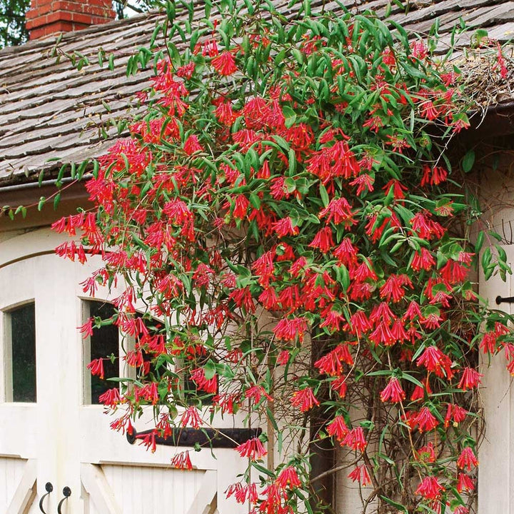 Lonicera sempervirens 'Major Wheeler'