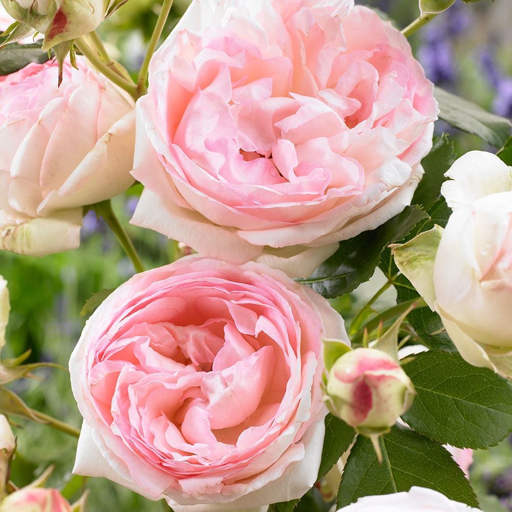 Rose Eden Climber®