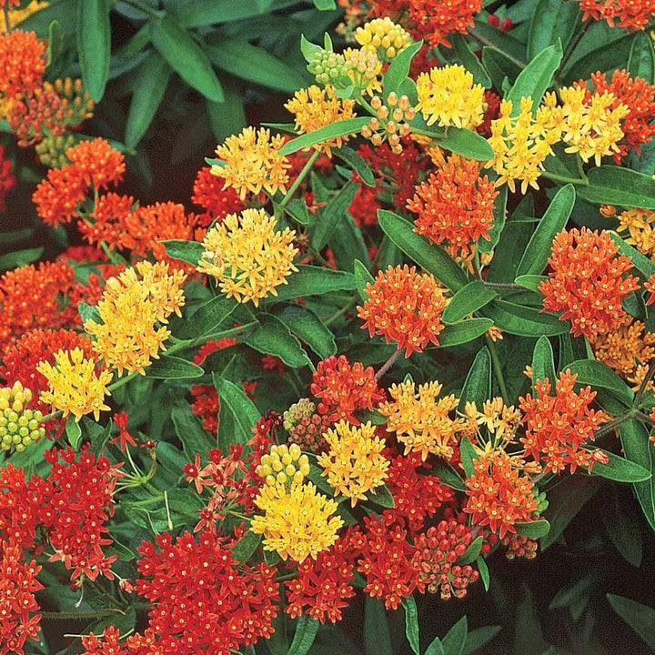 Asclepias tuberosa Gay Butterflies Mix