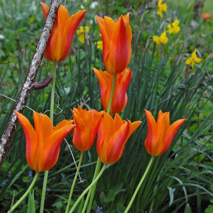 Tulip 'Ballerina'