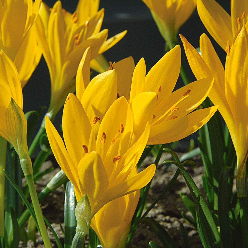 Sternbergia lutea