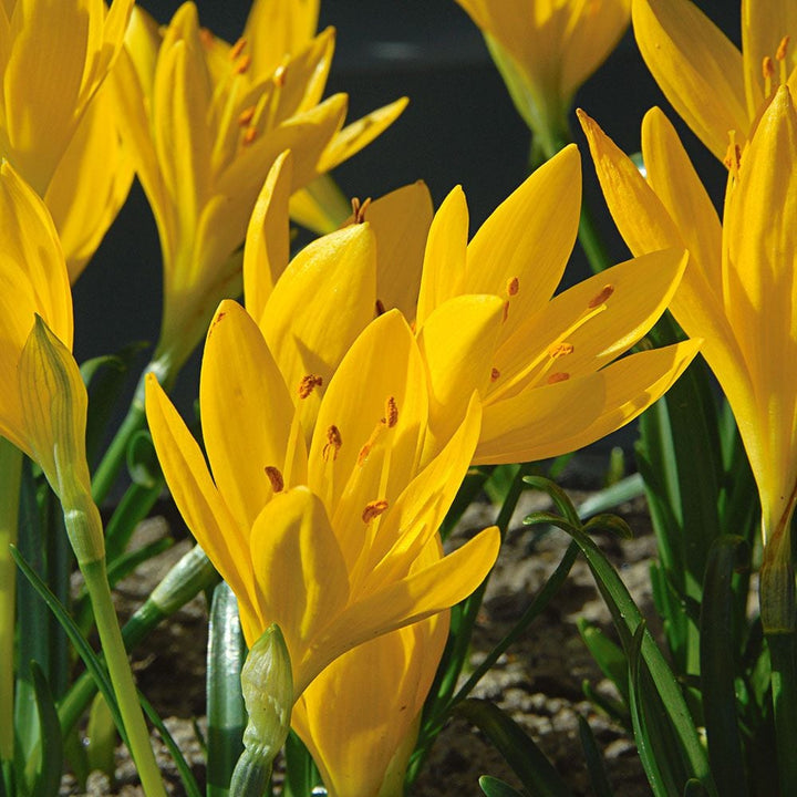 Sternbergia lutea