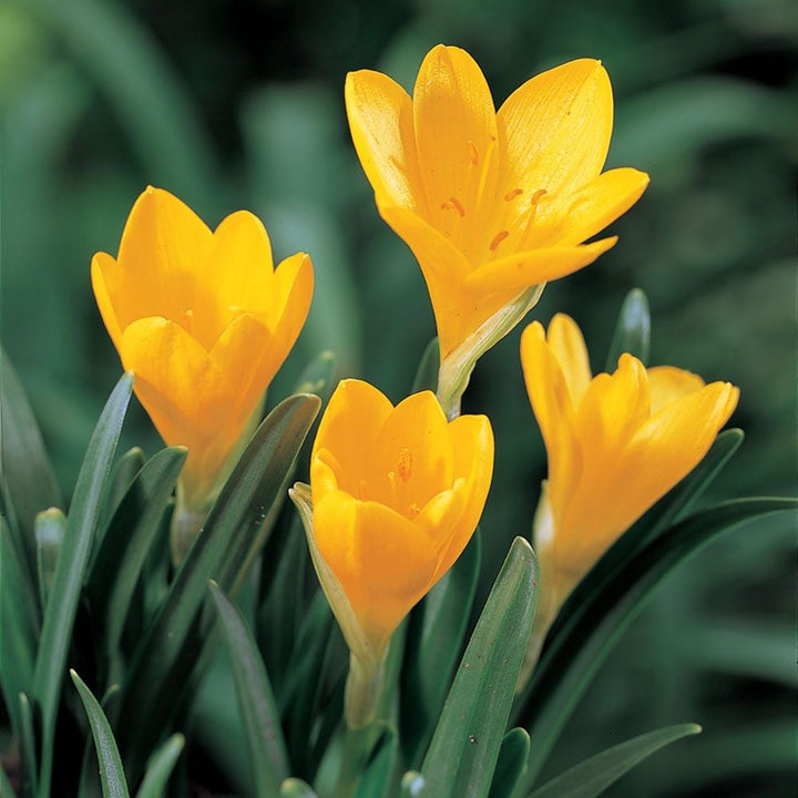 Sternbergia lutea