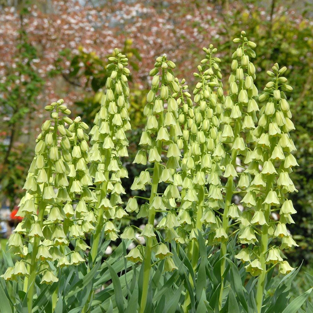 Fritillaria persica 'Ivory Bells'