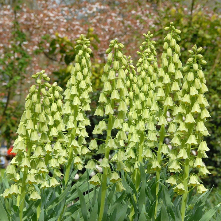 Fritillaria persica 'Ivory Bells'
