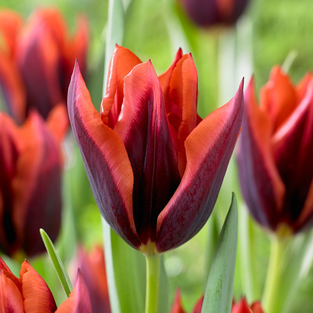 Tulip 'Slawa'
