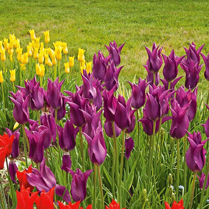 Tulip 'Purple Dream'