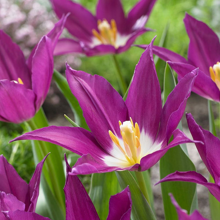 Tulip 'Purple Dream'