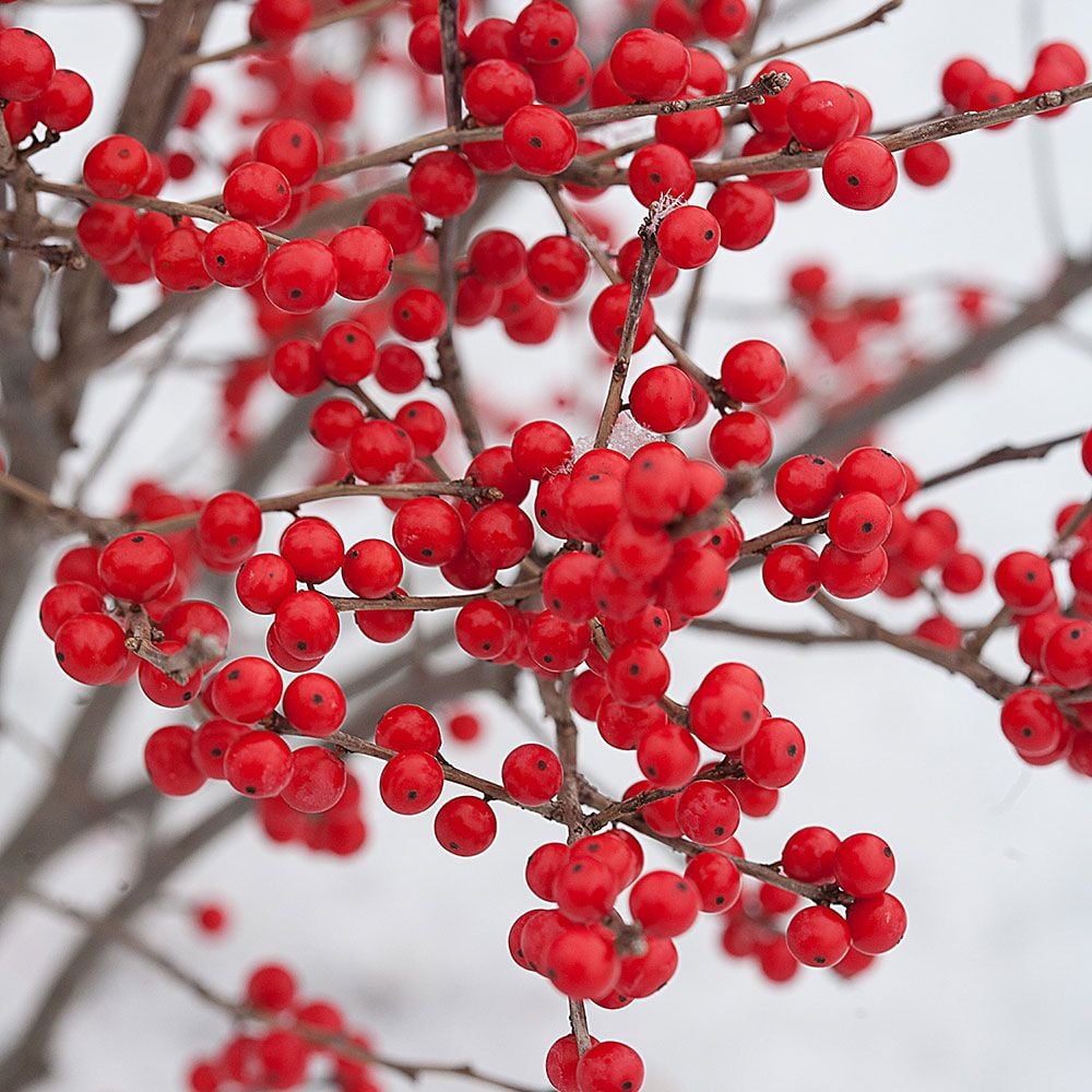 Ilex verticillata Berry Poppins®
