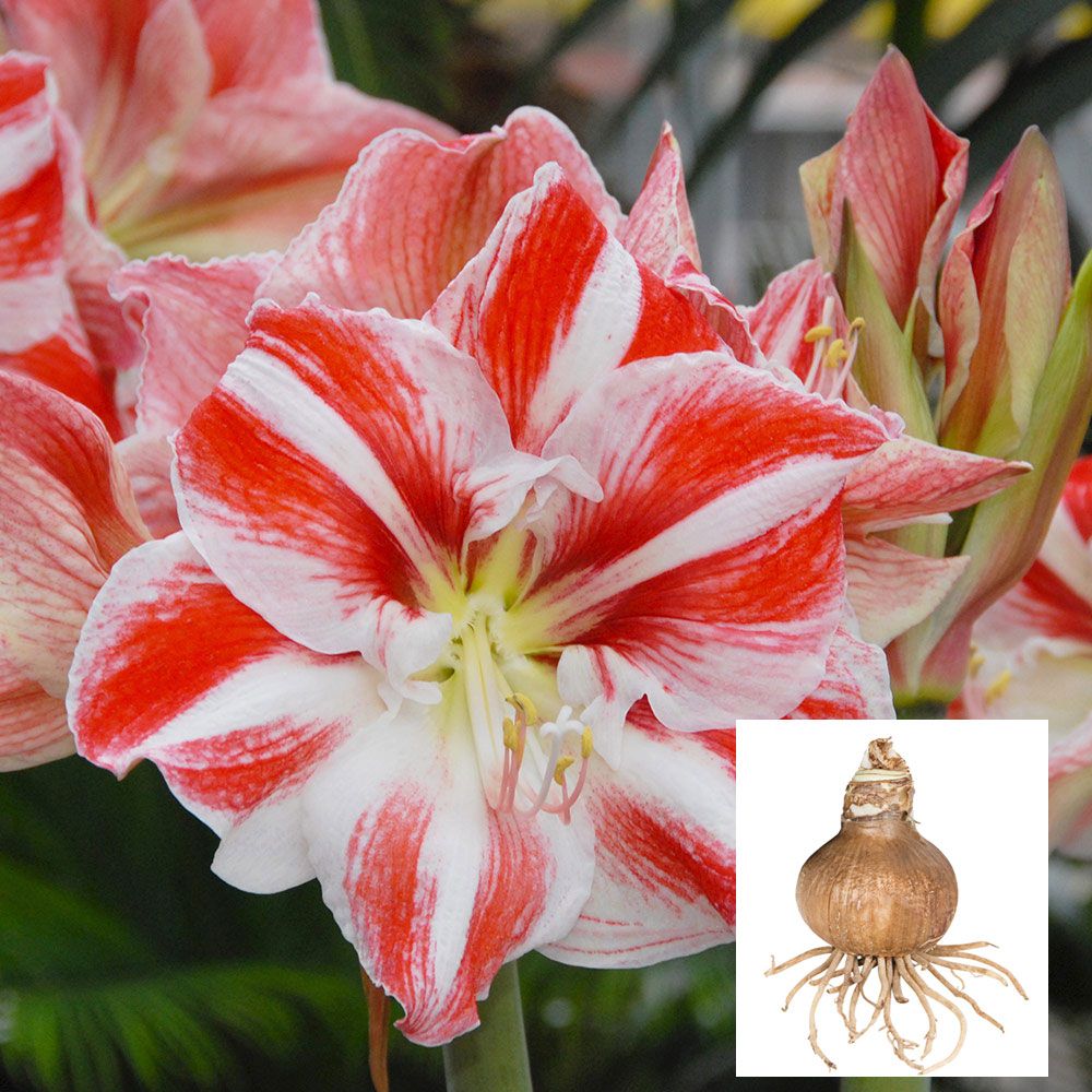 Amaryllis 'Clown,' one bulb in linen bag