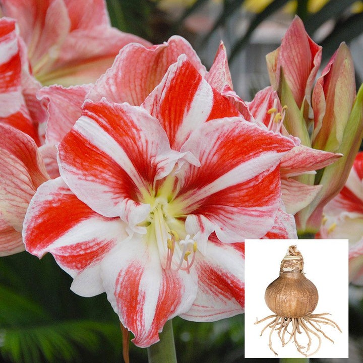 Amaryllis 'Clown,' one bulb in linen bag
