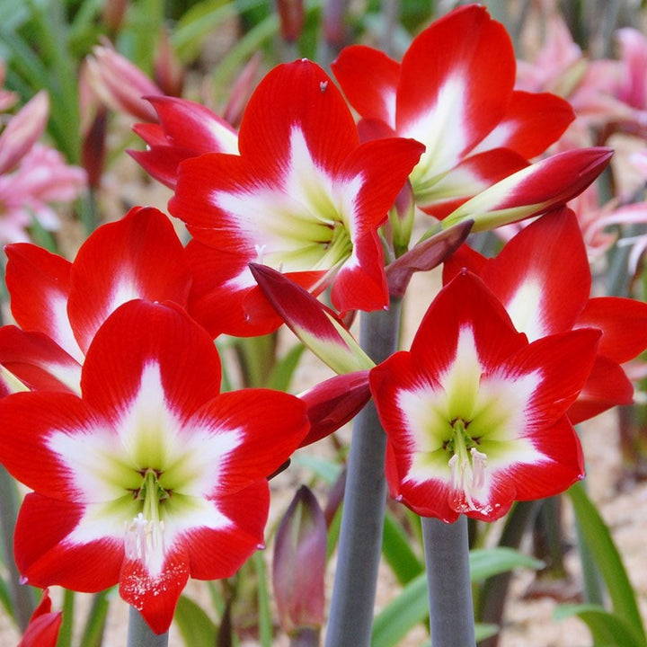 Amaryllis 'Très Chic,' one bulb in nursery pot