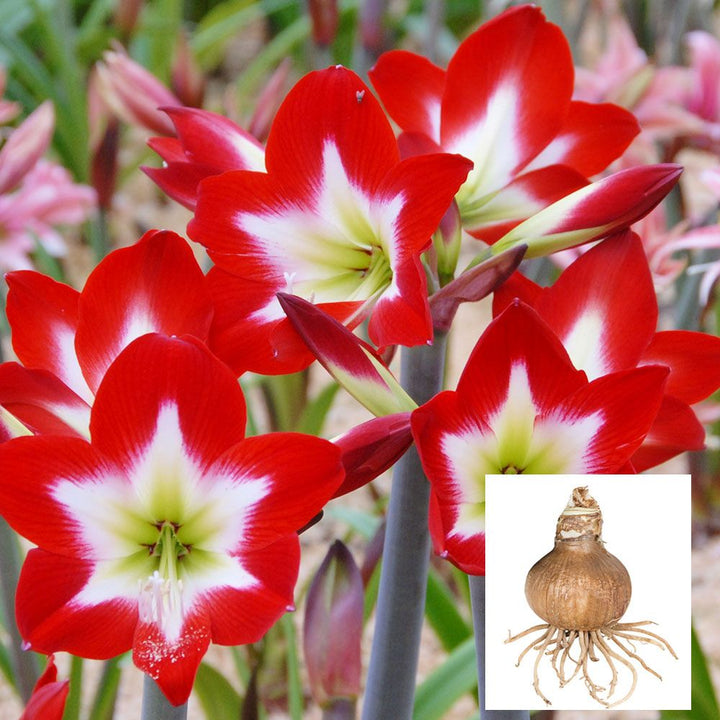 Amaryllis Très Chic, one bulb in linen bag