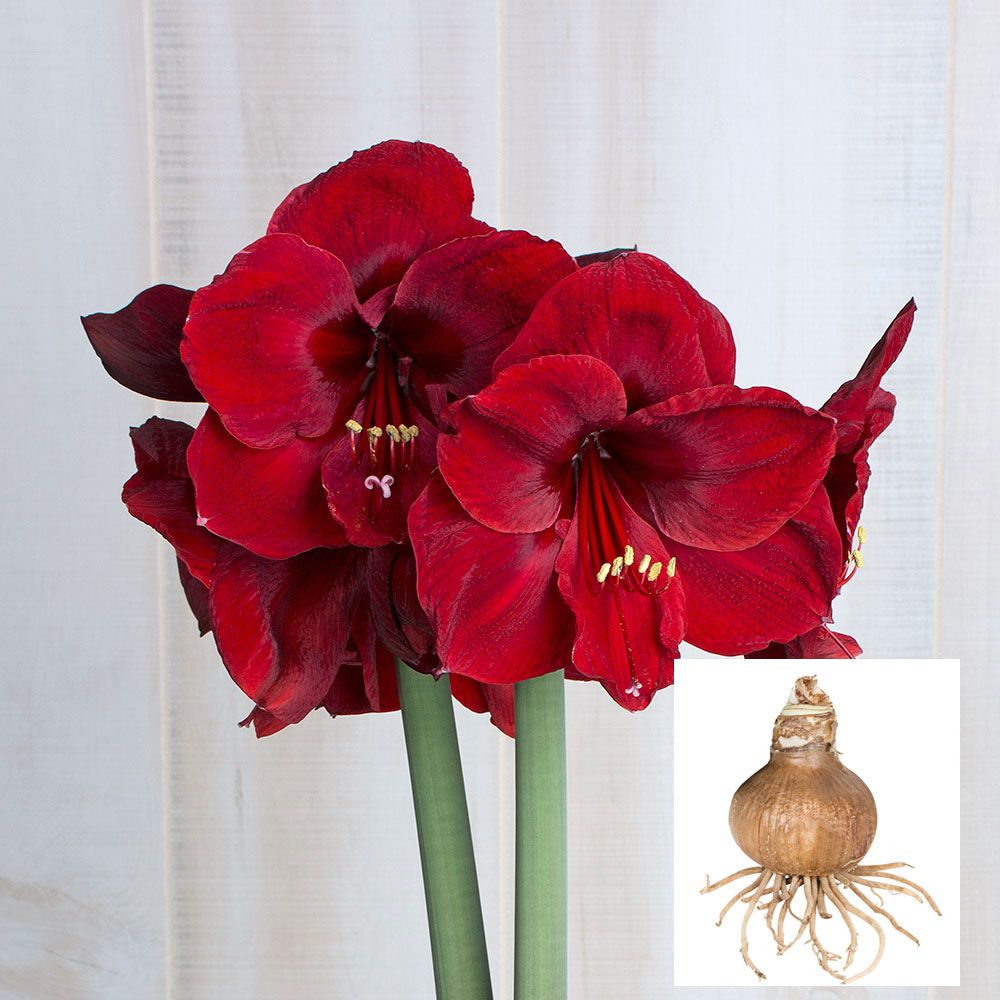 Amaryllis 'Red Reality,' one bulb in linen bag
