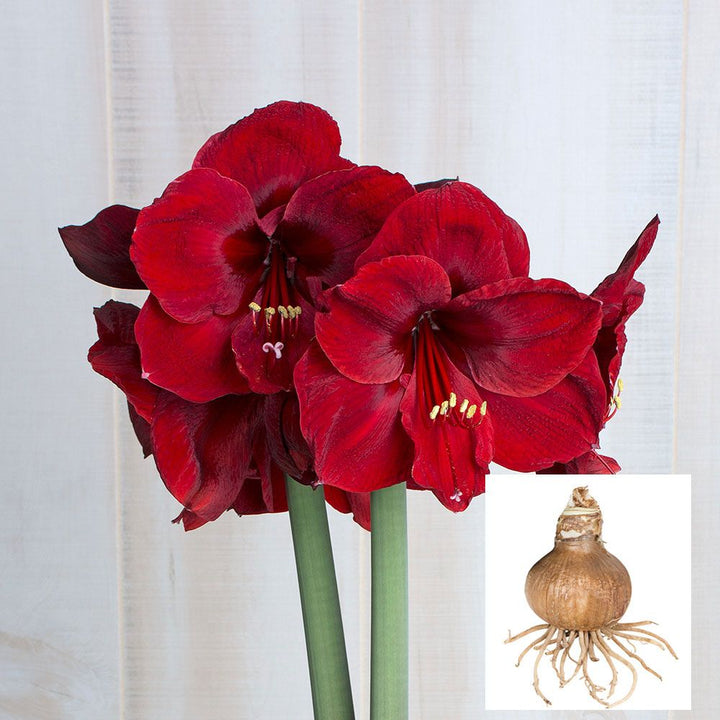 Amaryllis 'Red Reality,' one bulb in linen bag