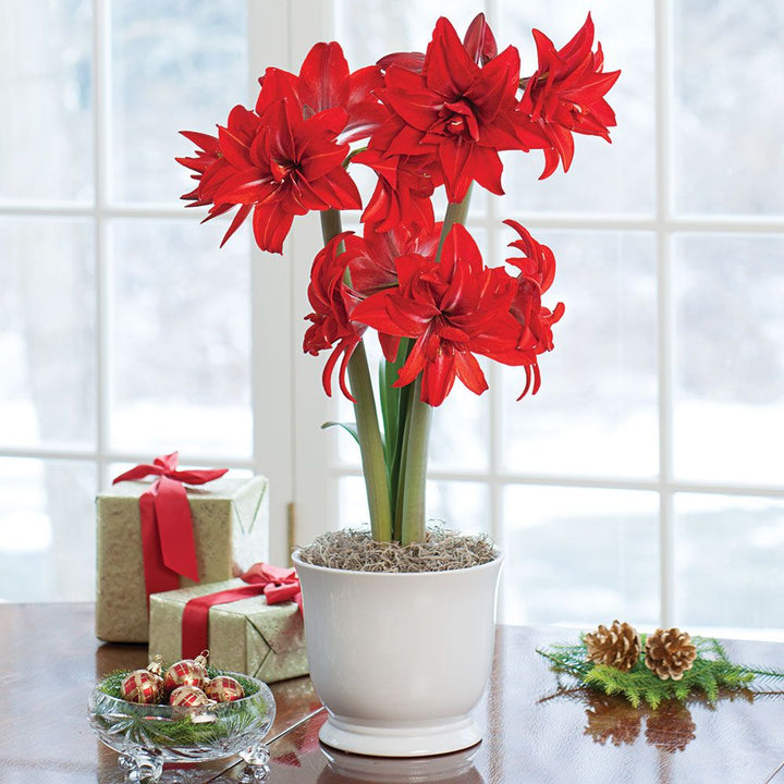 Amaryllis 'Double Delicious,' one bulb in cachepot